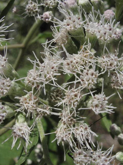 Eupatorium serotinum (Lateflowering thoroughwort) #44776