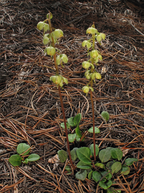 Pyrola chlorantha (Green-flowered wintergreen) #44784