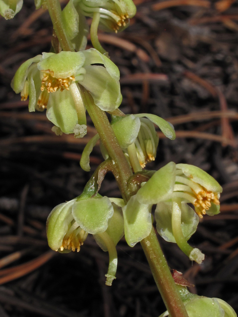 Pyrola chlorantha (Green-flowered wintergreen) #44785