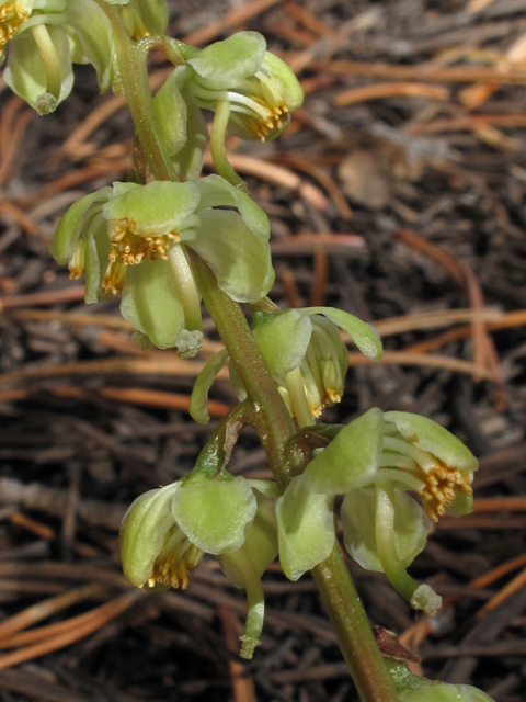 Pyrola chlorantha (Green-flowered wintergreen) #44786