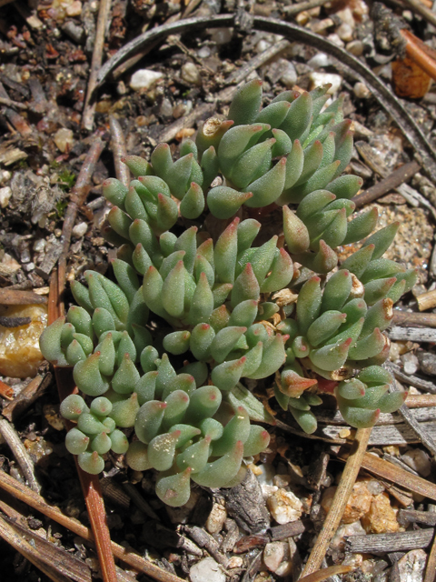 Sedum lanceolatum (Spearleaf stonecrop) #44793
