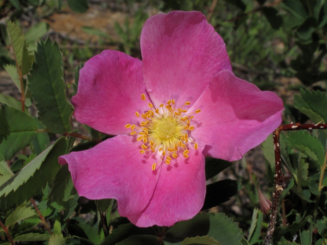 Rosa woodsii (Woods' rose) #44797