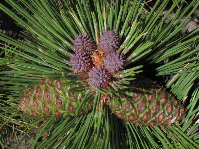 Pinus ponderosa (Ponderosa pine) #44798