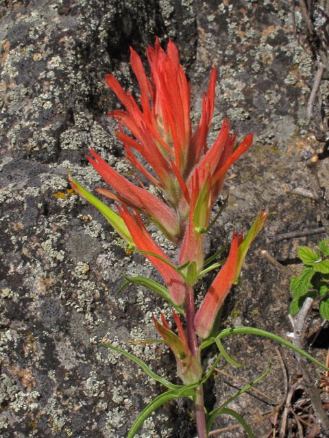 Castilleja linariifolia (Wyoming indian paintbrush) #44799