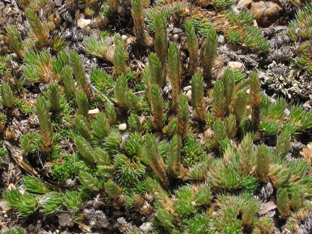 Selaginella densa (Lesser spikemoss) #44805