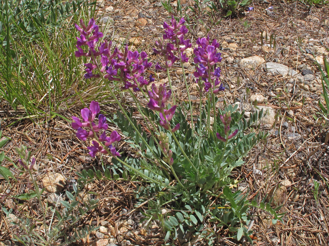 Oxytropis lambertii (Purple locoweed) #44809