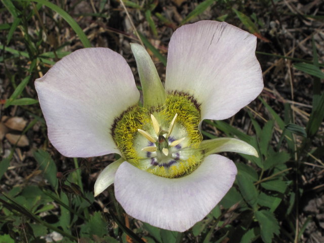 Calochortus gunnisonii (Gunnison's mariposa lily) #44812