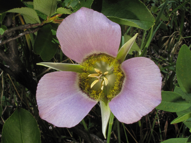 Calochortus gunnisonii (Gunnison's mariposa lily) #44813