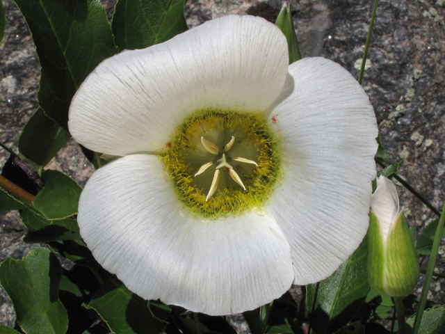 Calochortus gunnisonii (Gunnison's mariposa lily) #44814