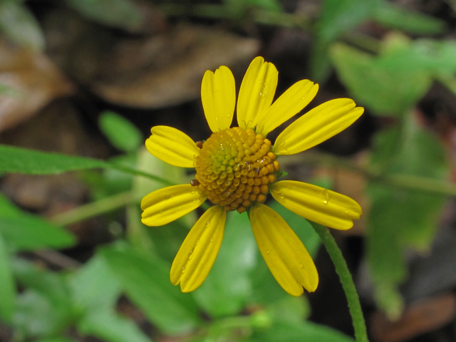 Acmella oppositifolia var. repens (Oppositeleaf spotflower) #44820