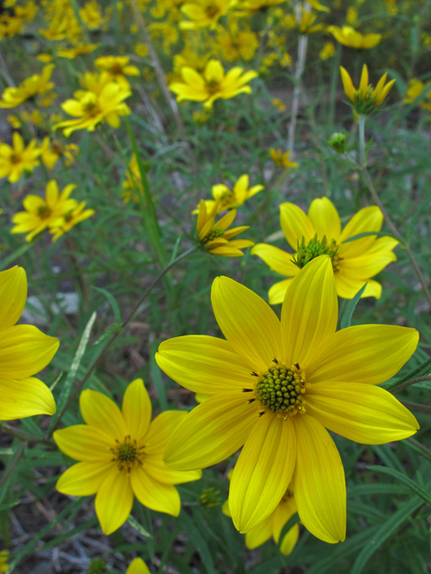 Helianthus porteri (Confederate daisy) #44826