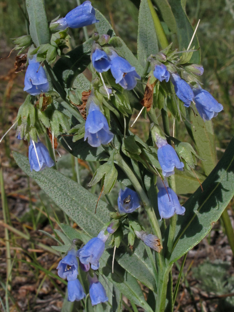 Mertensia oblongifolia (Oblongleaf bluebells) #44833