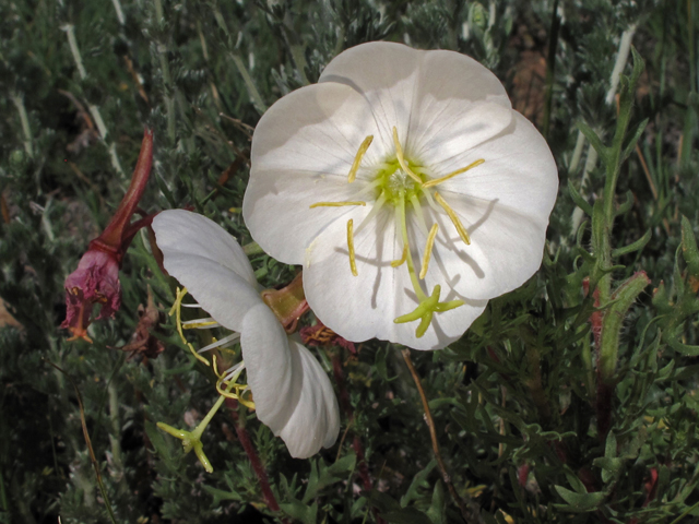 Oenothera coronopifolia (Crownleaf evening-primrose) #44836