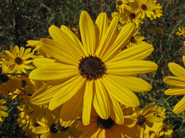 Helianthus angustifolius (Swamp sunflower) #44849