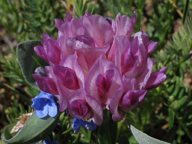 Trifolium dasyphyllum (Alpine clover) #44855