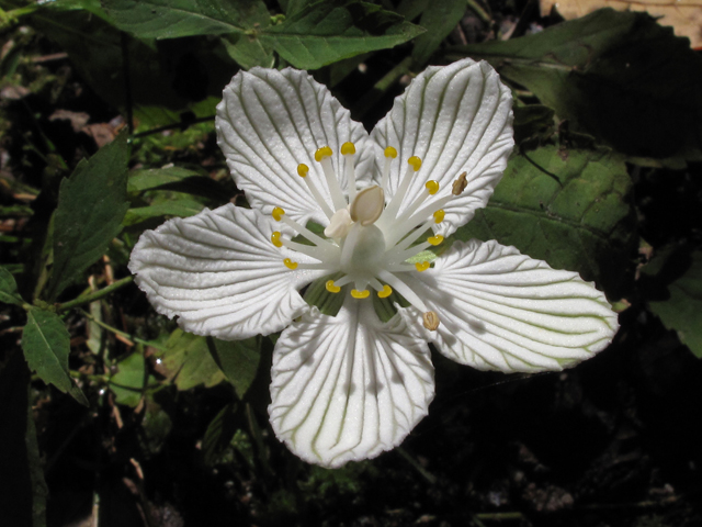 Parnassia asarifolia (Kidneyleaf grass-of-parnassus) #44860
