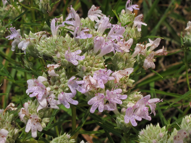 Pycnanthemum tenuifolium (Narrowleaf mountain mint) #44870