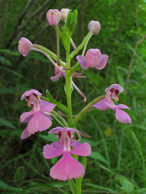 Platanthera peramoena (Purple fringeless orchid) #44873