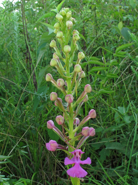 Platanthera peramoena (Purple fringeless orchid) #44879