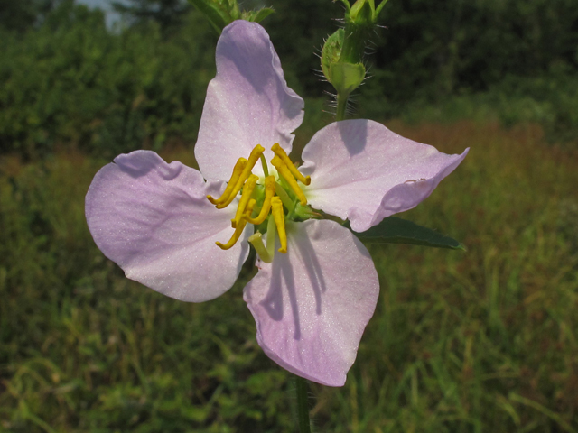Rhexia mariana (Maryland meadow beauty) #44886