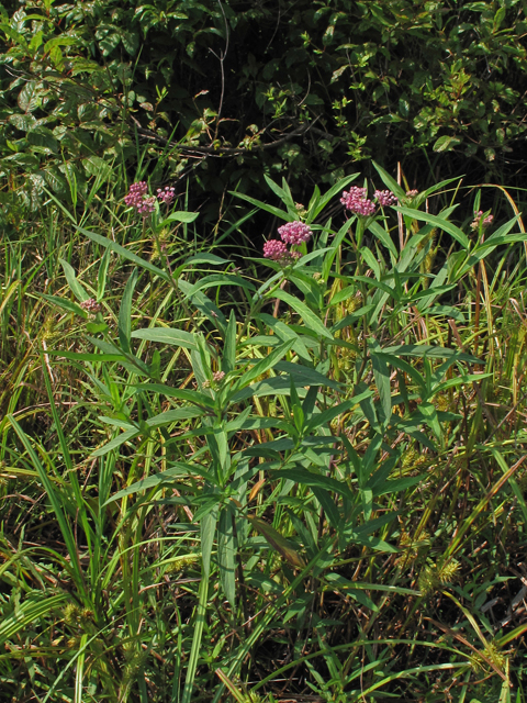 Asclepias incarnata ssp. incarnata (Swamp milkweed) #44892