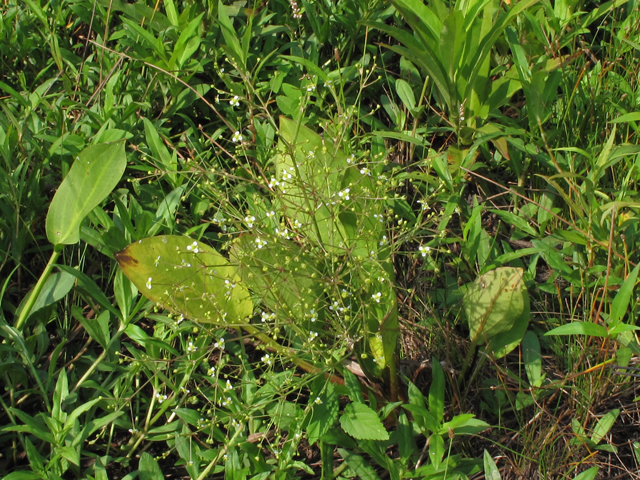 Alisma subcordatum (American water plantain) #44896