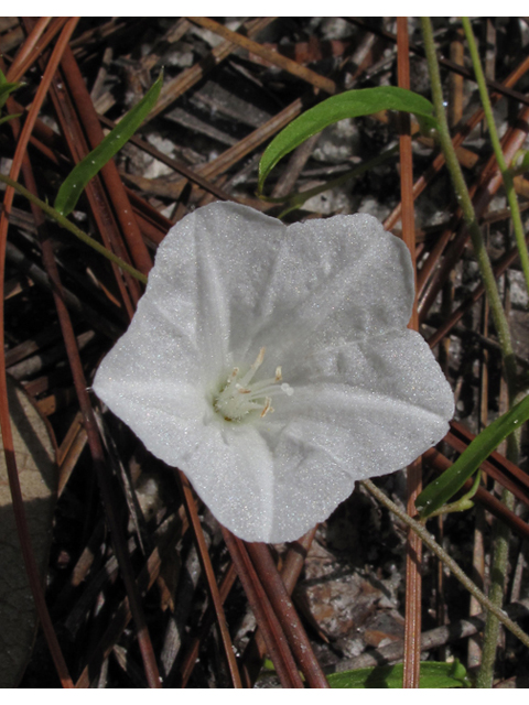 Stylisma patens (Coastal plain dawnflower) #44901