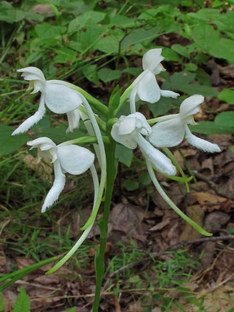 Platanthera integrilabia (White fringeless orchid) #44912
