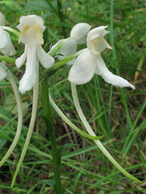 Platanthera integrilabia (White fringeless orchid) #44913