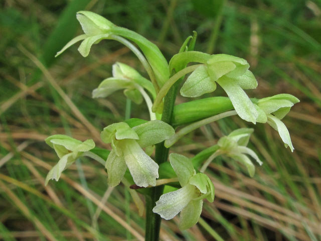 Platanthera clavellata (Small green wood orchid) #44914