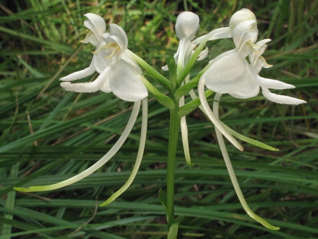 Platanthera integrilabia (White fringeless orchid) #44915