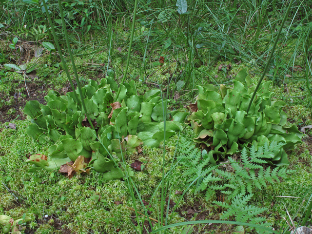 Sarracenia purpurea var. montana (Southern appalachian purple pitcherplant) #44924