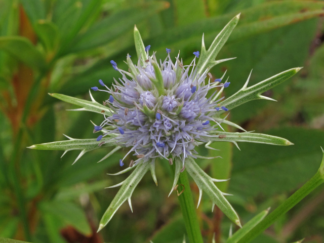 Eryngium integrifolium (Blueflower eryngo) #44929