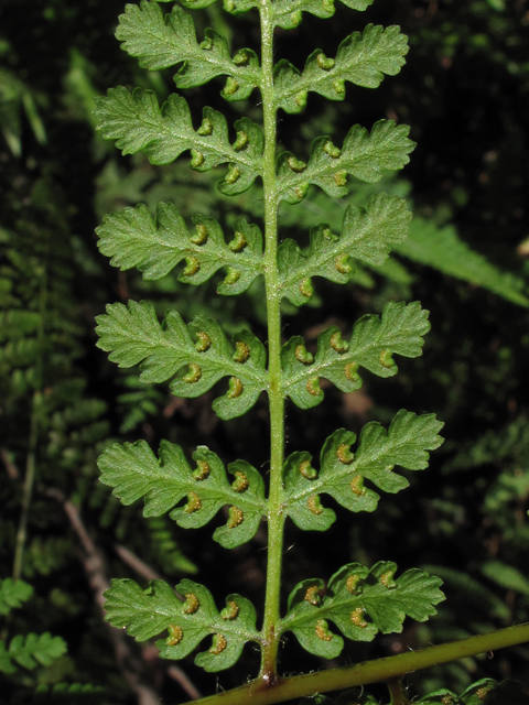 Hypolepis repens (Bramble fern) #44934