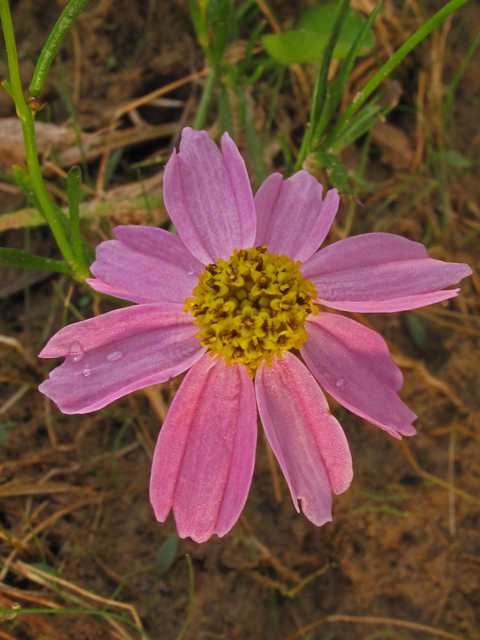 Coreopsis rosea (Pink tickseed) #44936