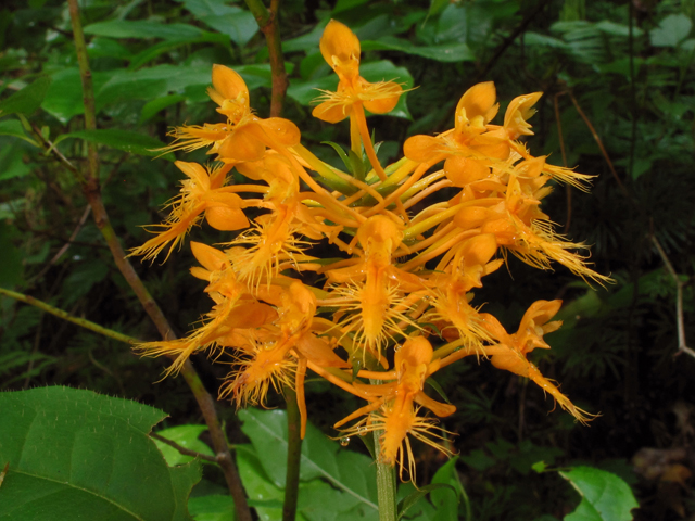 Platanthera ciliaris (Orange fringed orchid) #44940