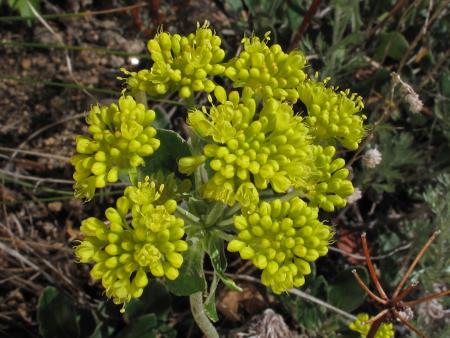 Eriogonum umbellatum (Sulphur-flower buckwheat) #44953