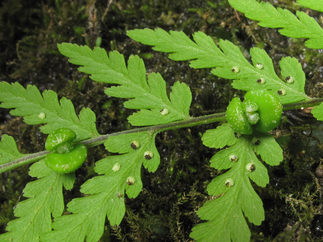 Cystopteris bulbifera (Bulblet bladder fern) #44958
