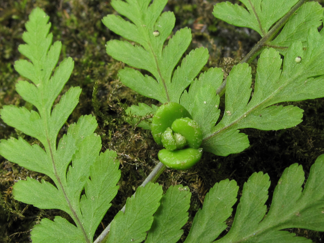 Cystopteris bulbifera (Bulblet bladder fern) #44961