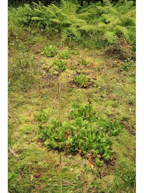 Sarracenia purpurea var. montana (Southern appalachian purple pitcherplant) #44968