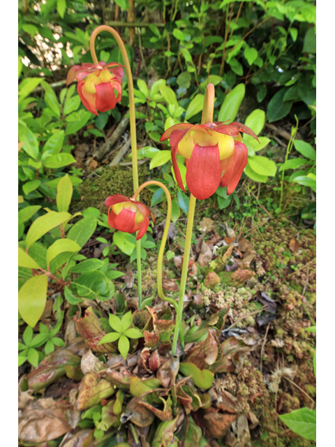 Sarracenia purpurea var. montana (Southern appalachian purple pitcherplant) #44969