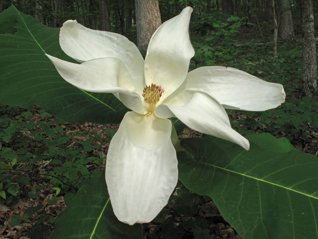 Magnolia macrophylla (Bigleaf magnolia) #44974
