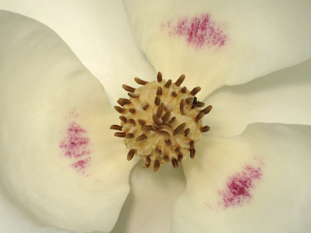 Magnolia macrophylla (Bigleaf magnolia) #44975