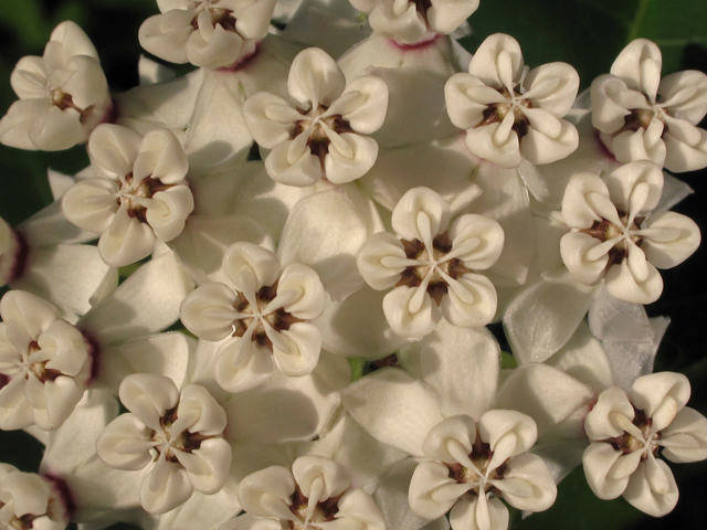 Asclepias variegata (Redring milkweed) #44976