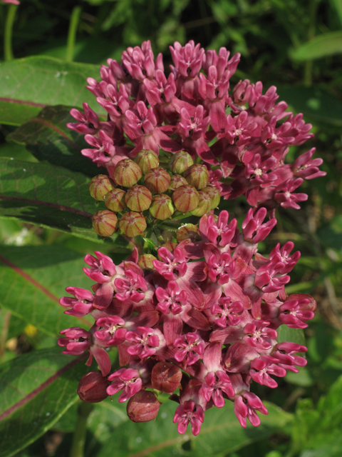 Asclepias purpurascens (Purple milkweed) #44978