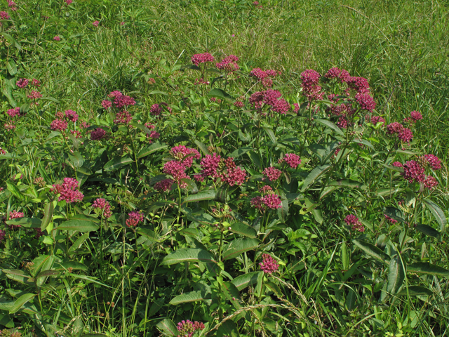Asclepias purpurascens (Purple milkweed) #44979