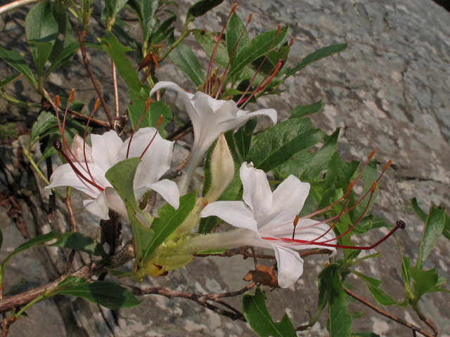 Rhododendron arborescens (Smooth azalea) #45024