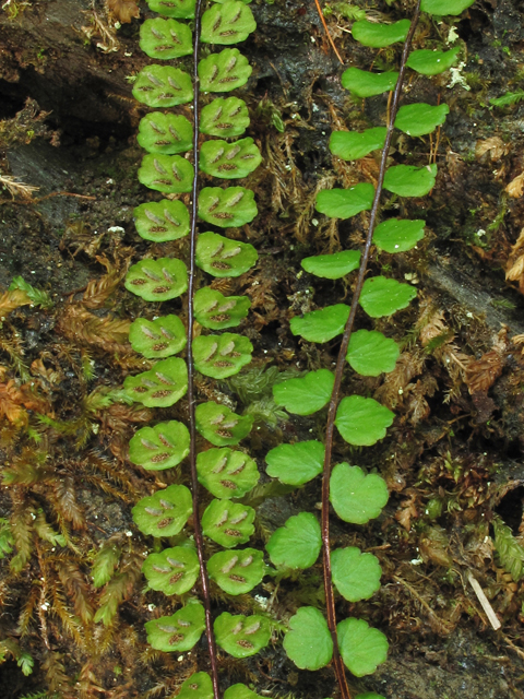Asplenium trichomanes ssp. trichomanes (Maidenhair spleenwort) #45029