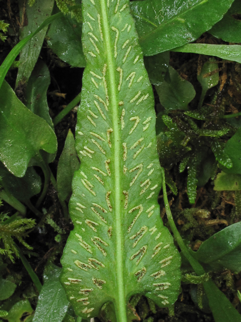 Asplenium rhizophyllum (Walking fern) #45034