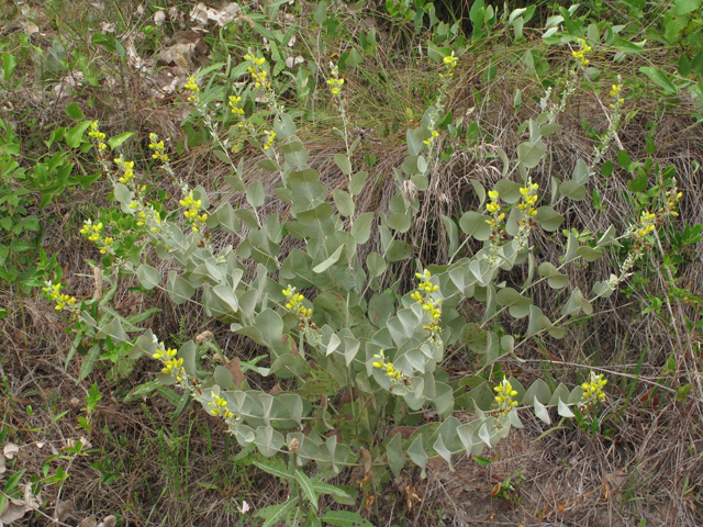 Baptisia arachnifera (Hairy rattleweed) #45053